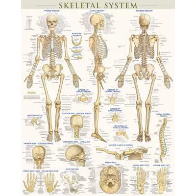 SKELETAL SYSTEM LAMINATED POST - New (SKU: 14751955)