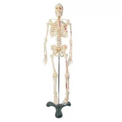 SKELETON 25.5%26quot; BIG TIM PAINTED - New (SKU: 9005816)