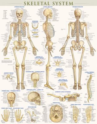 SKELETAL SYSTEM LAMINATED POST