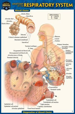 ANATOMY OF THE RESPIRATORY SYS